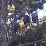 3 Bald Eagles