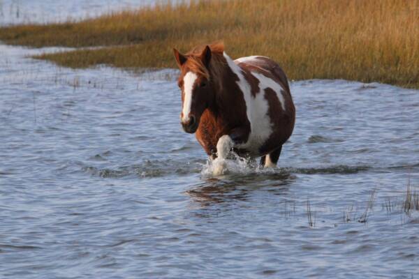 Anne Bonny crossing black duck drain