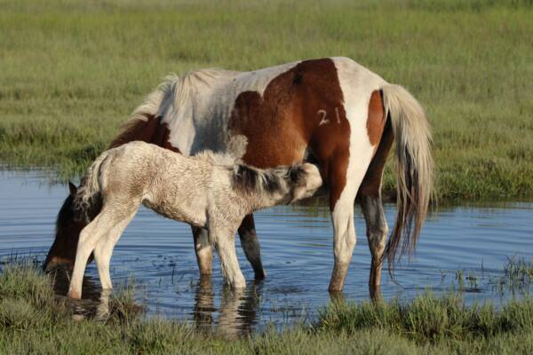 Artemis and her foal