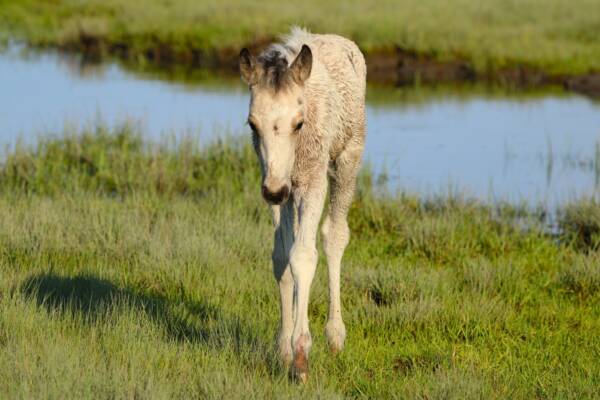 Artemis Foal