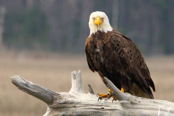 Bald Eagle staring