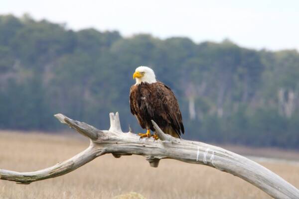 Bald Eagle