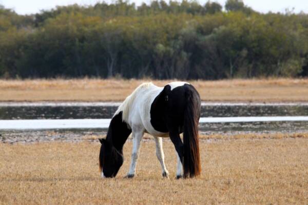 Beachboy grazing