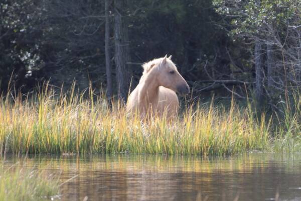 Chief in Va Creek