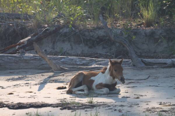 Chilling on the beach