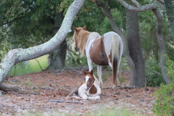 Dove and her foal