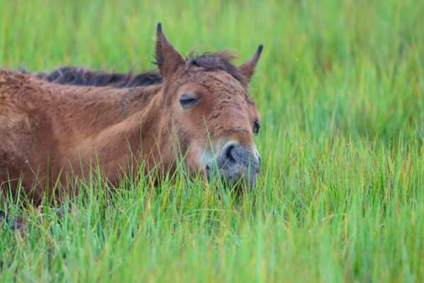 Foal Sleeping