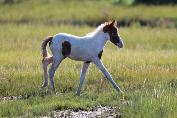 Foal in the marsh