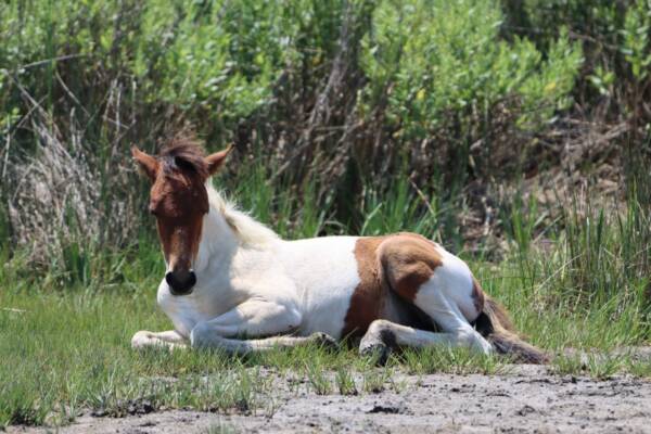 Foal laying in the sun