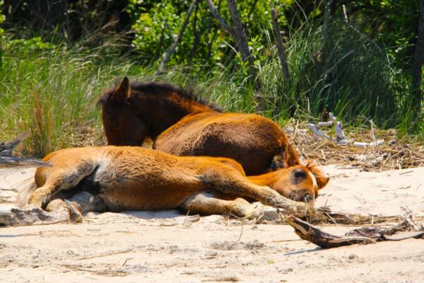 Foals in the sun