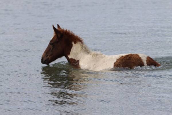 Going for a swim