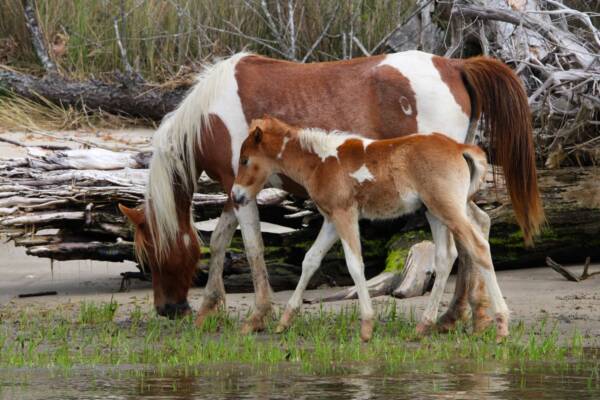 Misty Mills and her foal