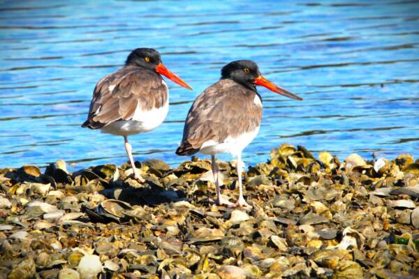 Oyster Catchers