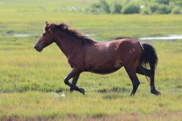 Pappys Pony