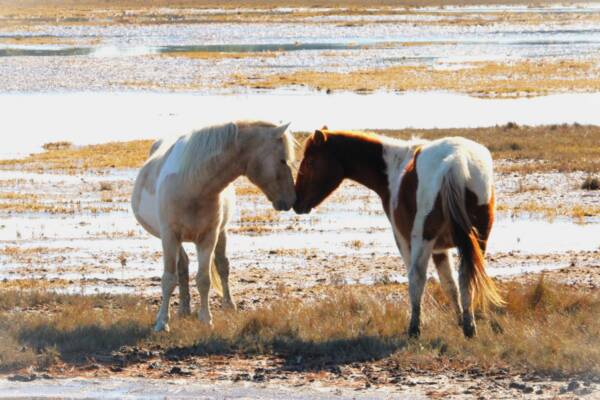 Prince and Indy in the flats