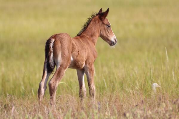 Proud Foal