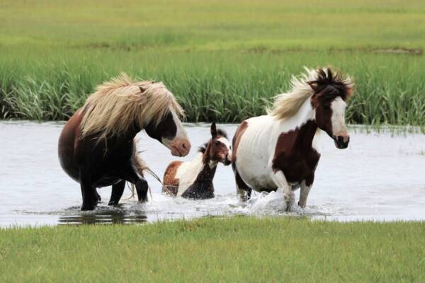 Riptide, Summer, and her foal