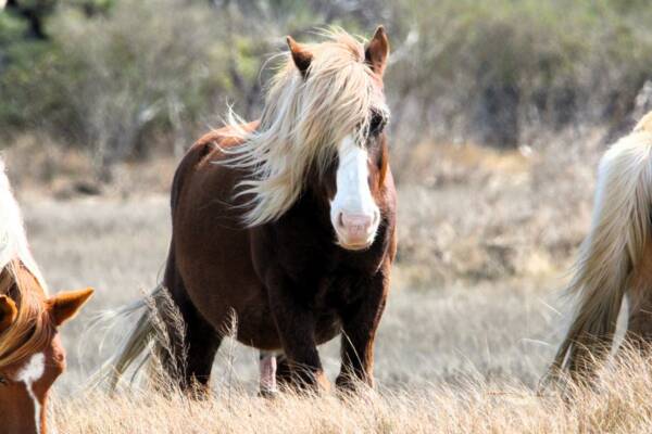 Riptide and his mane