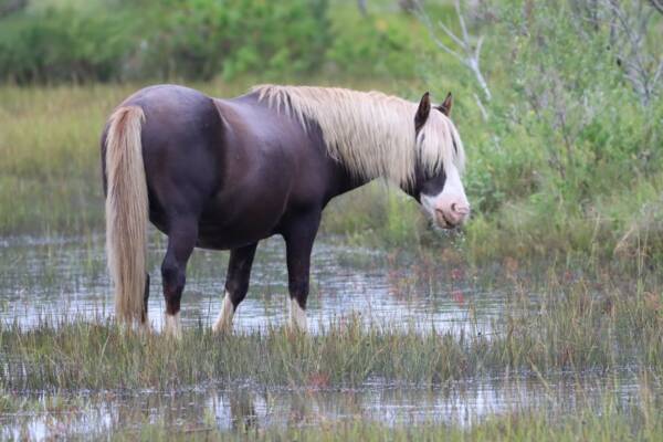 Riptide and the saltwater marsh