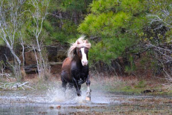 Riptide catching up to his mares