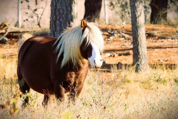 Riptide overseeing his mares