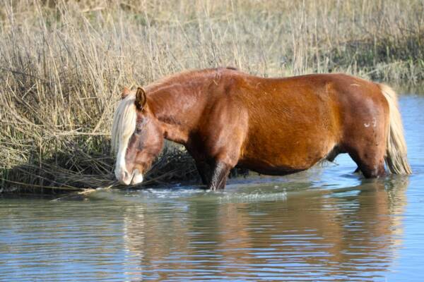 Riptide taking a swim