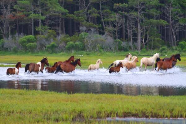 Rounding up Chief's Band