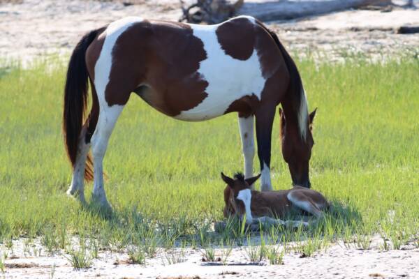 Secret Feather and foal on little beach