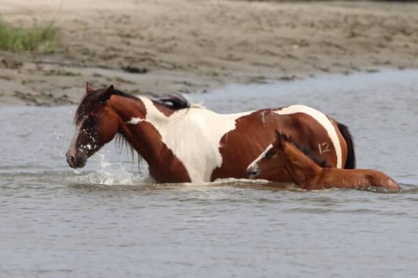 Secret Feather and her foal