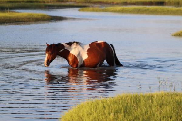 Secret Feather cooling off