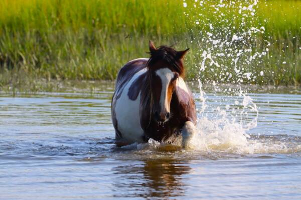 Secret Feather splashing