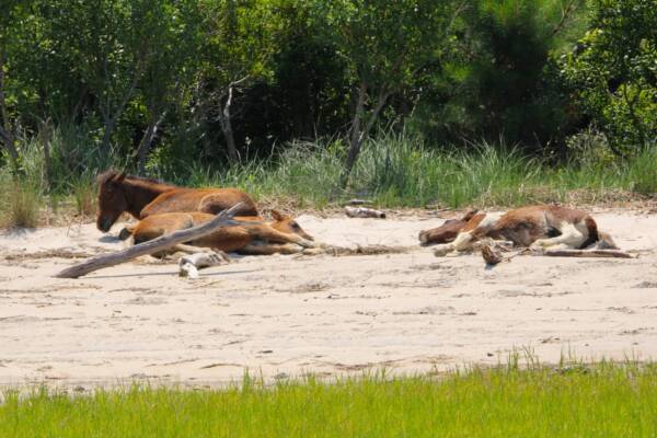 Sleeping on the Beach