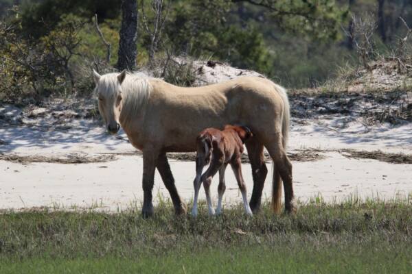 Suede and her foal