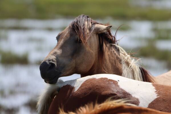 Twist looking over his mares