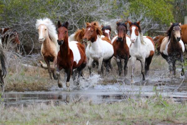 Twists Band Fall Round Up