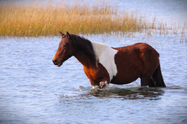 White Saddle