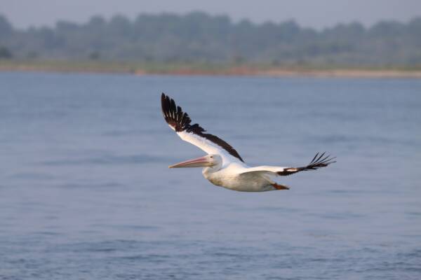 White Pelican