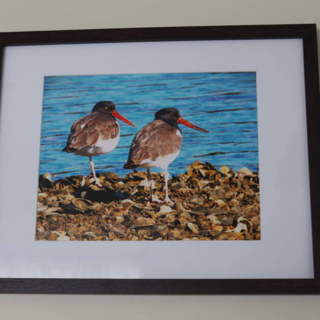 Framed Photo 8x10 "Oyster Catchers"