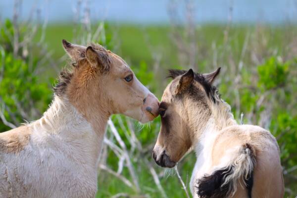 Twist's foals