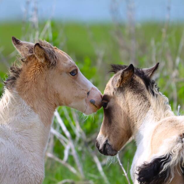 Twist's foals