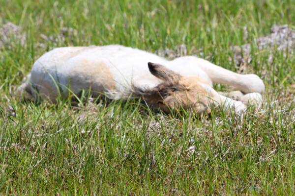 Napping in the marsh