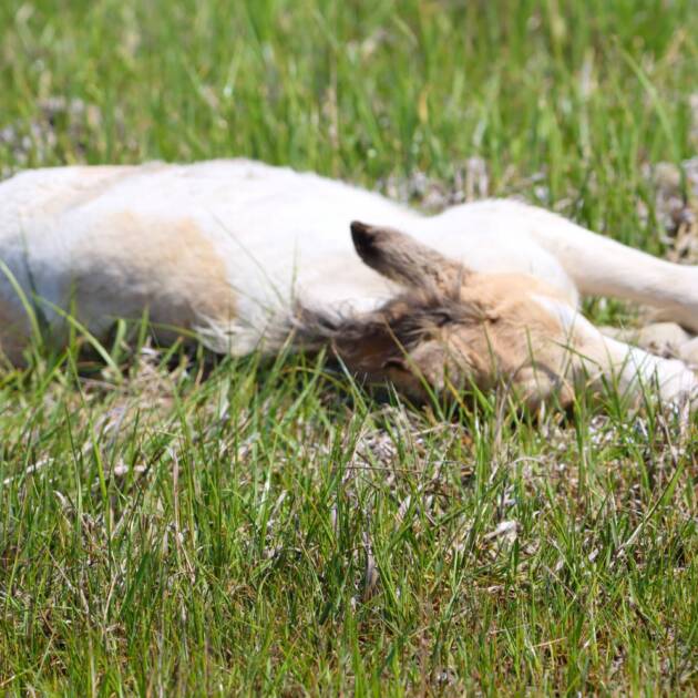 Napping in the marsh