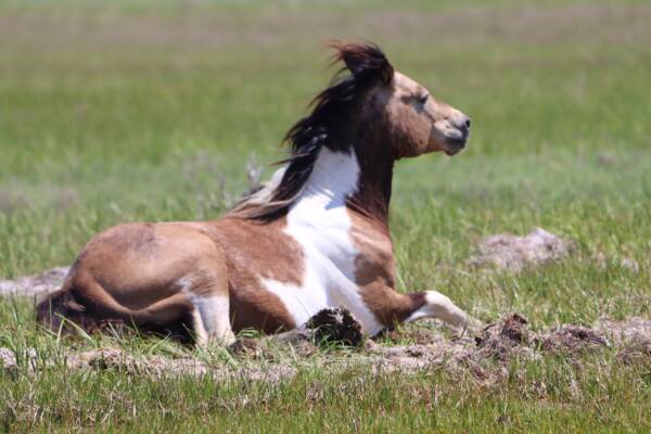 Twist in the breeze