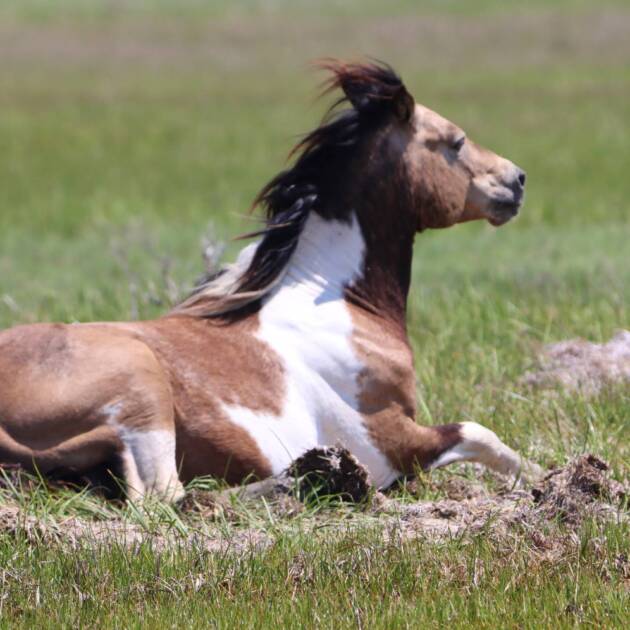 Twist in the breeze