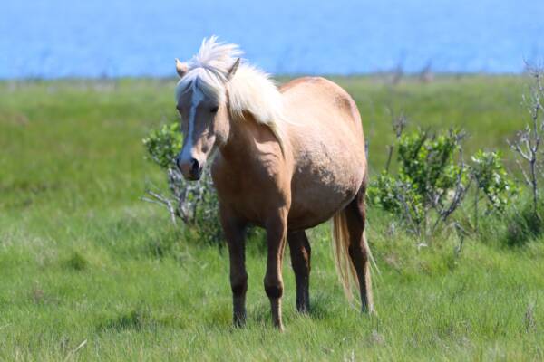 Ms. Admiral Halsey in the wind