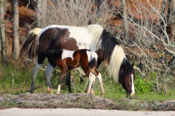 Magic and her foal