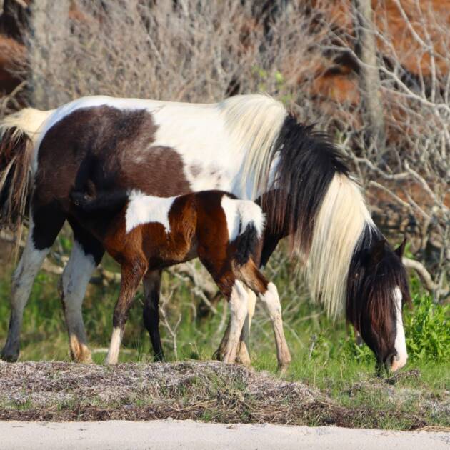 Magic and her foal