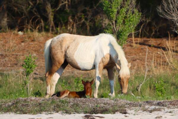 Mz. Peg and her foal
