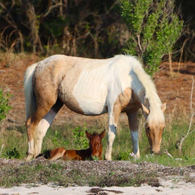 Mz. Peg and her foal