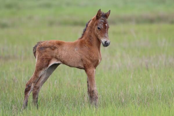 Suede's foal